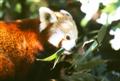 Red Panda 